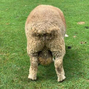 Meet your Posher, Alyssa